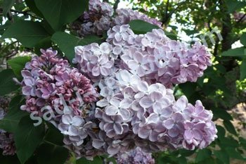 Сирень обыкновенная Мечта Syringa vulgaris Mechta