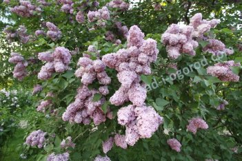 Сирень обыкновенная Мечта Syringa vulgaris Mechta