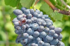 Виноград Кодрянка Vitis vinifera Kodryanka