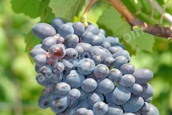 Виноград Кодрянка Vitis vinifera Kodryanka