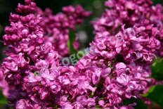Сирень обыкновенная Миссис Эдвард Хардинг Syringa vulgaris Mrs Edward Harding
