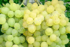 Виноград Восторг