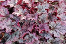 Гейхера Спеллбаунд Heuchera Spellbound