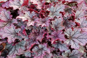 Гейхера Спеллбаунд Heuchera Spellbound