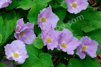 Глауцидиум пальчатый Glaucidium palmatum