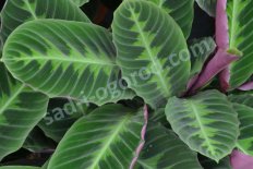 Калатея Calathea Warscewicii