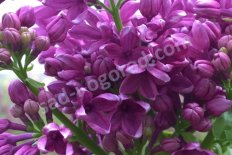 Сирень обыкновенная Джи Джей Баардс Syringa vulgaris G.J. Baardse