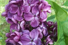 Сирень обыкновенная Янки Дудль Syringa vulgaris Yankee Doodle