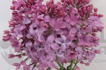 Сирень обыкновенная Дочь Тамара Syringa Vulgaris Doch Tamara
