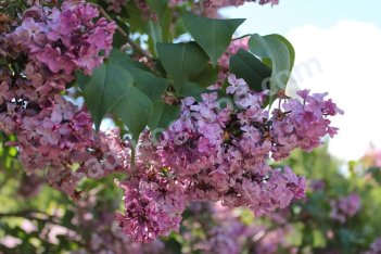 Сирень обыкновенная Дочь Тамара Syringa Vulgaris Doch Tamara