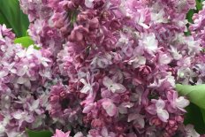 Сирень обыкновенная Лиловая Пирамида Syringa vulgaris Lilovaya Piramida