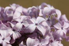 Сирень гиацинтоцветная Мирабо Syringa hyacinthiflora Mirabeau