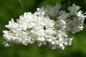 Сирень обыкновенная Ветка мира Syringa vulgaris Vetka Mira