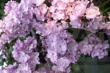 Сирень обыкновенная Милосердие Syringa vulgaris Miloserdiye