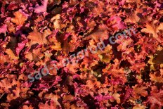 Гейхера Годжиберри Heuchera Gojiberry