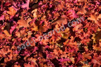 Гейхера Годжиберри Heuchera Gojiberry