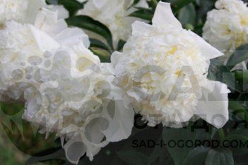 Пион травянистый Белый Парус Bely’j Parus