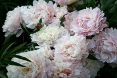 Пион молочноцветковый Жемчужина Урала Paeonia Zhemchzhina Urala