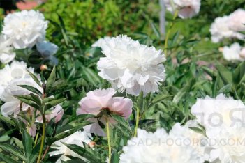 Пион Юбилейный ГБС Paeonia Jubilejnyj GBS