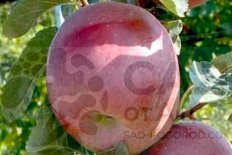 Веньяминовское черенки для прививки яблони