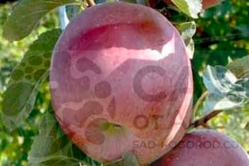 Веньяминовское черенки для прививки яблони