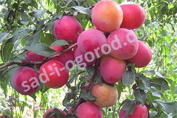 Алыча: Кубанская комета крупномер 5 лет