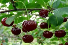 Вишня Харитоновская крупномер 5 лет