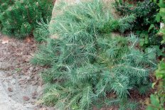 Лиственница Кемпфера Блю Болл Larix kaempferi Blue Ball