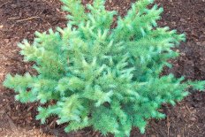 Лиственница Кемпфера Грей Перл Larix kaempferi Grey Pearl