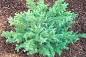 Лиственница Кемпфера Грей Перл Larix kaempferi Grey Pearl