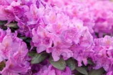 Рододендрон Пи Джи Эм Регал Rhododendron PJM Regal