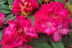 Рододендрон катевбинский Германия Rhododendron catawbiense Germania