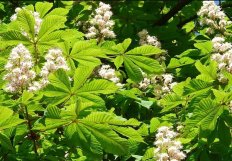 Конский каштан (Aesculus hippocastanum)