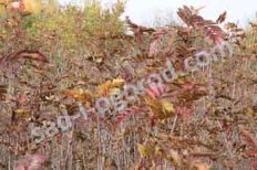 Рябина обыкновенная (Sorbus aucuparia)