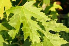 Клен сахаристый / серебристый Acer saccharinum