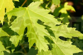 Клен сахаристый / серебристый Acer saccharinum