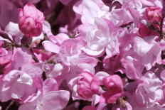 8 летний куст крупномер сирень Олимпиада Колесникова Olimpiada Kolesnikova