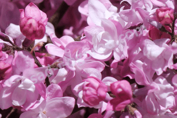 крупномер сирень Олимпиада Колесникова