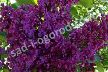 8 -летний куст крупномер Сирень Анденкен ан Людвиг Шпет Andenken an Ludwig Spath