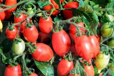 Томат черри Фанниплюм Funnyplums F1