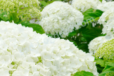 Гортензия древовидная Стронг Аннабель Hydrangea arborescens Strong Annabelle