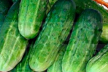 Огурец Единство Edinstvo рассада