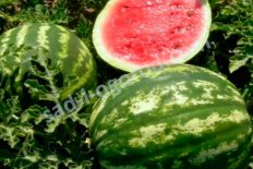 Рассада арбуза