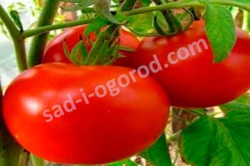 Рассада томатов Эффект