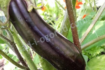 Рассада баклажанов Меч Самурая Samuraj