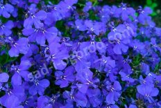 Лобелия Lobelia