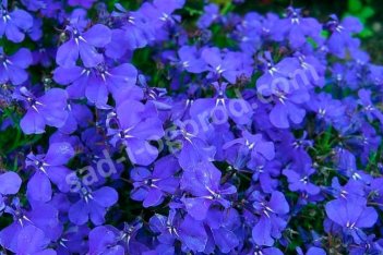 Лобелия Lobelia
