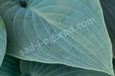 Хоста Брессингем Блю Hosta Bressingham Blue