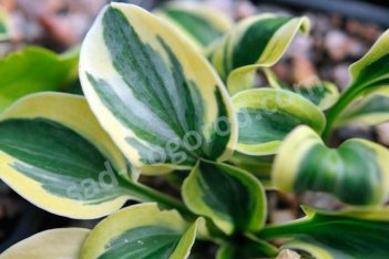 Хоста Лаки Маус Hosta Lucky Mouse