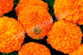 Тагетес (бархатцы) прямостоячие оранжевые Tagetes erecta Orange